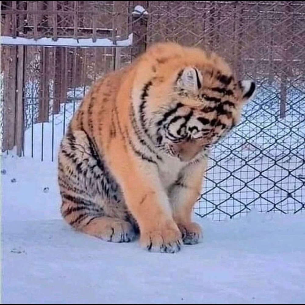 Meet your Posher, Maria